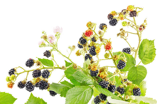 istock Bunch of blackberry branches 180253086