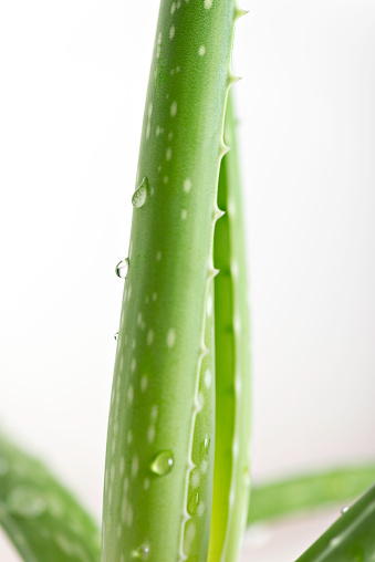 Close up of aloe vera plant.