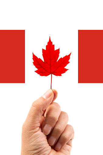 Hand with maple leaf isolated on white background