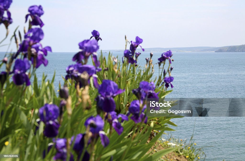 紫の花のボスフォラス海峡 - イスタンブールのロイヤリティフリーストックフォト