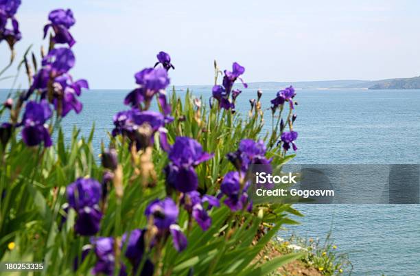 紫の花のボスフォラス海峡 - イスタンブールのストックフォトや画像を多数ご用意 - イスタンブール, ボスポラス, 花