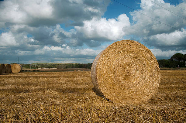 istock bales of hay 180253349