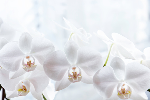 Close up of white orchideae branch