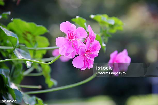 Rosa Blumen Stockfoto und mehr Bilder von Baum - Baum, Bildschärfe, Blatt - Pflanzenbestandteile