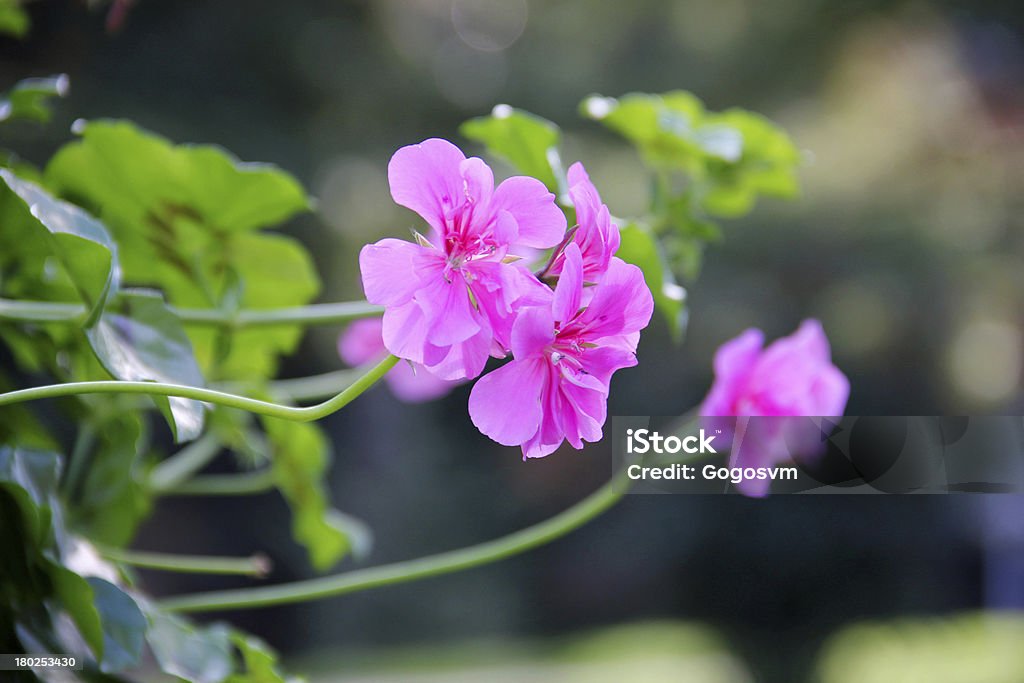 Flores cor-de-rosa - Foto de stock de Beleza royalty-free