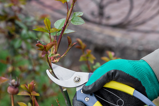 Cutting branches of tree, Garden work cut. Farmer hand prunes branches of a tree in garden with pruning shears or secateurs. Pruning tree with clippers on backyard. Trimming tree branche with scissors