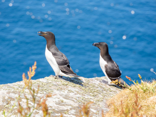 istock Razorbills in Handa island in Scotland 1802546962