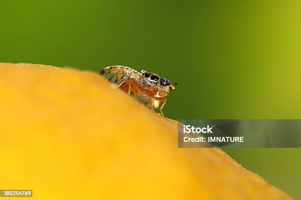 Foto de Frutas Voar Em Limão e mais fotos de stock de Animais Machos - Animais Machos, Animal, Animal selvagem