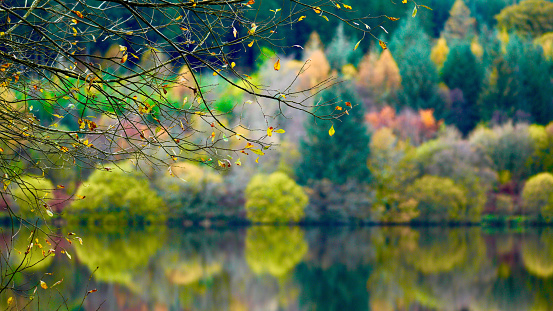 Autumn colours at Llyn Onn reservoir in the Brecon Beacons. The leaves have changed green to orange, gold, red and yellow. The vibrant seasonal hillside colours are mirrored in the water below