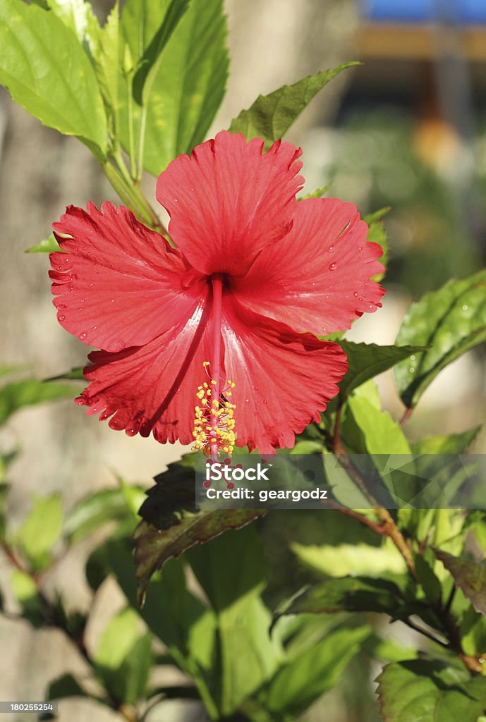 Flor de hibiscus rojo - Foto de stock de Belleza de la naturaleza libre de derechos
