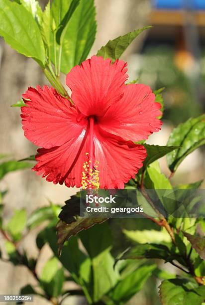 Flor De Hibiscus Rojo Foto de stock y más banco de imágenes de Belleza de la naturaleza - Belleza de la naturaleza, Botánica, Cabeza de flor