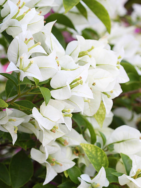 istock white bougainvillaea is blooming 180255421