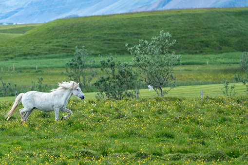 Icelandic horse, white, in a meadow in Iceland