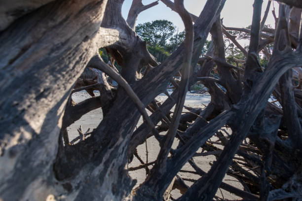 Large driftwood on secluded Florida beach