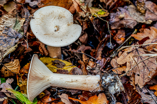 A colony of white mushrooms. \nProbably the deadly poisonous \