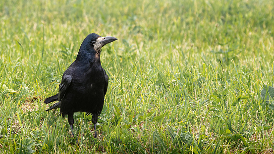 Black crow with big beak on green grass. Big black bird living in outskirts of the city and fields, one old bird close up.