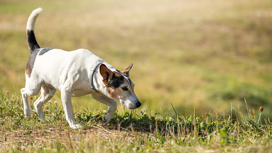 A white dog with brown spots and a straight tail walking along a green pond bank on a sunny summer day and sniffing for tracks. The dog sleuth, detective.