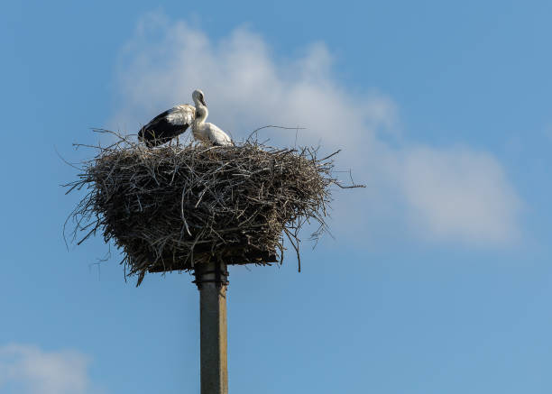 istock A stork's nest with two white storks facing each other against a blue sky background with a soft white cloud 1802579559