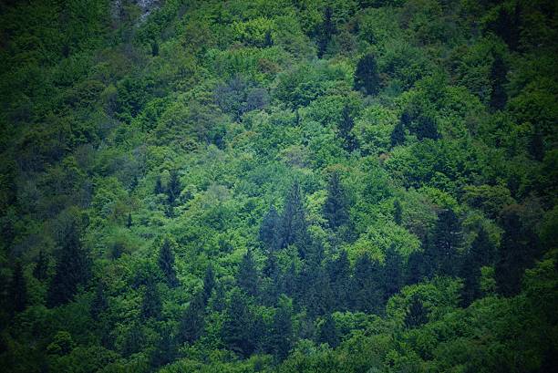 Trees from above stock photo