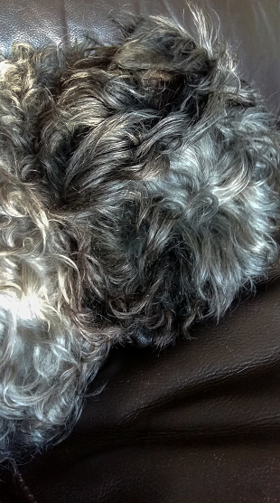 A Black dog with shades of brown and silver in her hair is curled up asleep on the brown leather couch.  She is a miniature Schnoodle - a cross between a schnauzer and a poodle