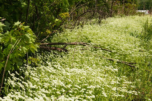 White bedstraw in bloom at  Kituwah an ancient Native American settlement, North Carolina