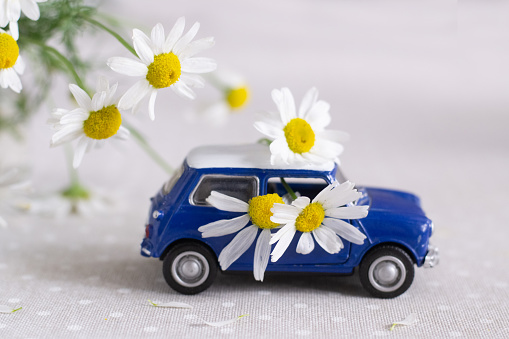Little toy car is carrying daisies