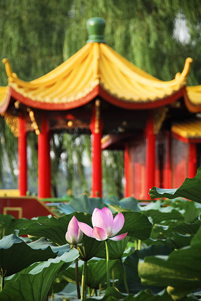 Lotus and Chinese Bridge stock photo