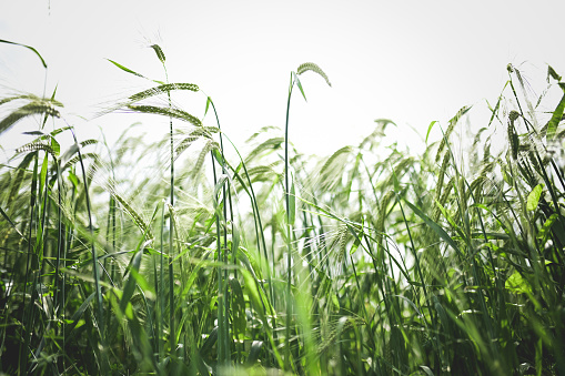 low angle view wheat growing in agricultural farm.