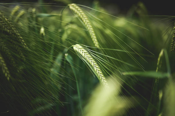 nahaufnahme des weizenanbaus auf einem feld in deutschland. - wheat whole wheat close up corn on the cob stock-fotos und bilder