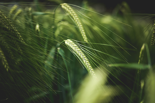 Green ear of wheat on a blurred background.