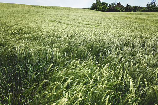 Wheat field in Italy.