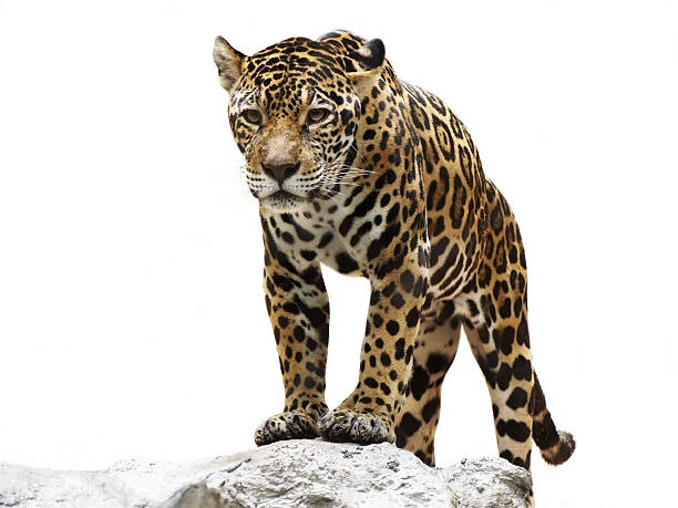leopard on the rock Dicut photo of leopard on the rock. jaguar stock pictures, royalty-free photos & images