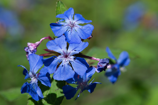 A closeup shot of blue crocus flowers