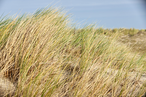 close up of green and brown dune grass