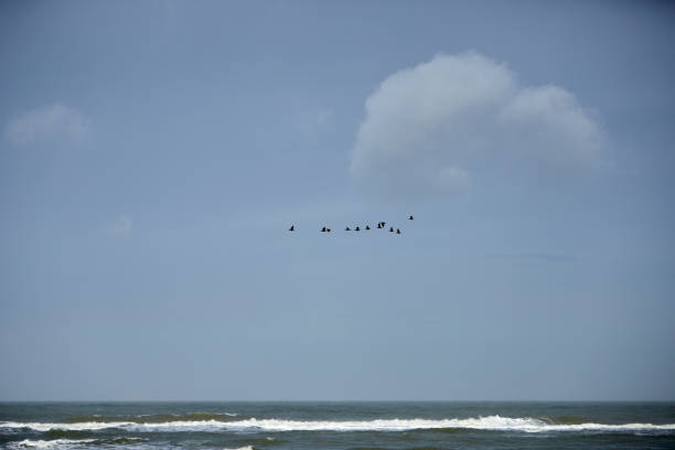 Migratory birds over the sea, waves in the background