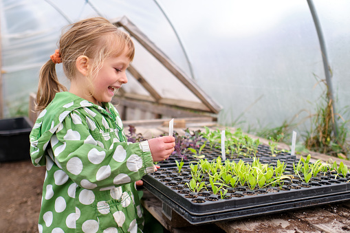 Growing your own food. Portrait of small girl with a seedling tray in the greenhouse