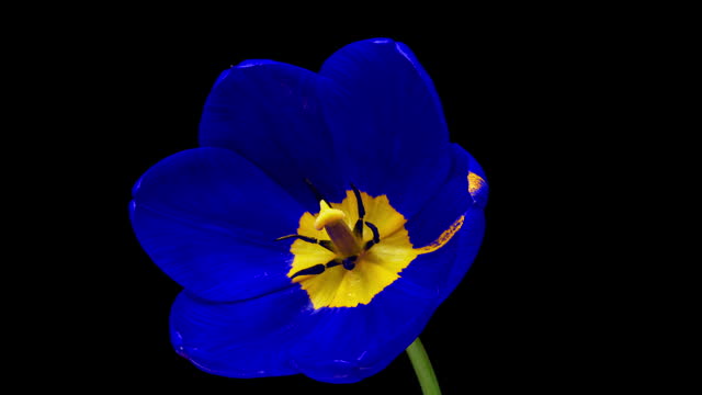 Amazing blue tulip flower blooming on black background. Easter, spring, valentine's day, holidays concept