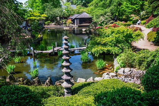 Fantastic view  on rhododendron blossoms in Kaiserslautern Japanese garden and zigzag Japanese bridge.   Taxus tree and hill in mid May. Red KOI carps swimmoing in water of pond