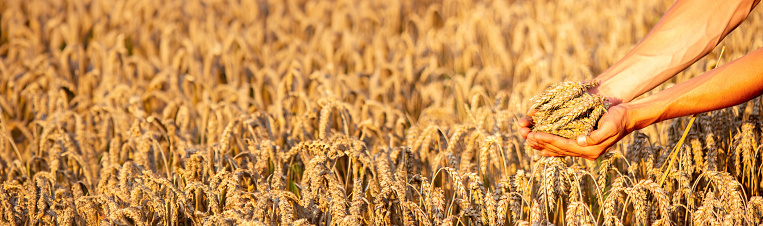 A man holds golden ears of wheat against the background of a ripening field. selective focus