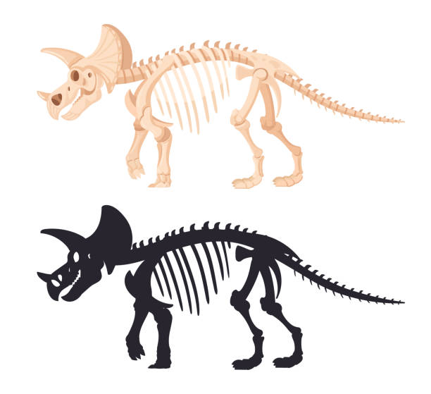 istock Cartoon triceratops dino skeleton. Dinosaur fossil bones silhouette. Ancient jurassic raptor bones flat vector illustration. Archaeological fossil skeleton 1802628168