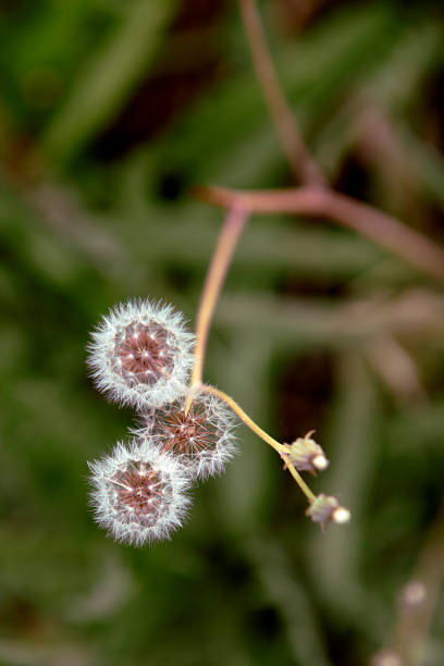 istock Wishes Carried by the Wind 1802636233