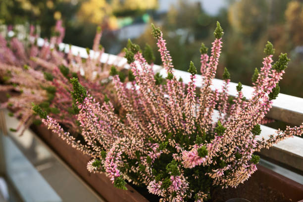 istock Blooming heather plant growing outdoors on the balcony 1802638864