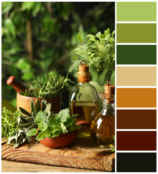 istock Different fresh herbs with oils on wooden table and color palette. Collage 1802639418