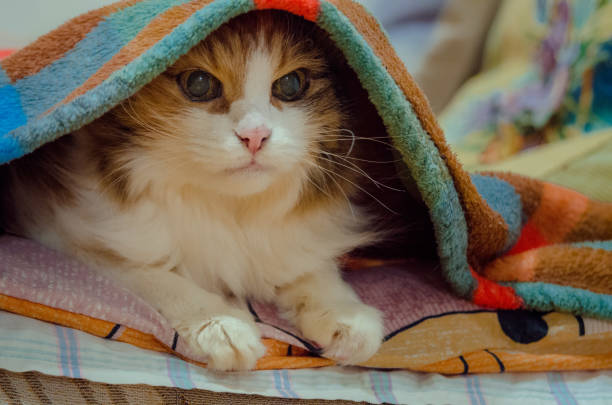 istock Domestic cat sitting with white paws on bed with blanket over its head 1802643659
