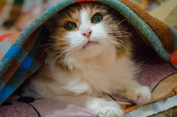 istock Cute cat lying on bed with blanket over its head, looking up 1802645821