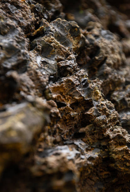 istock Macro of log 1802647967