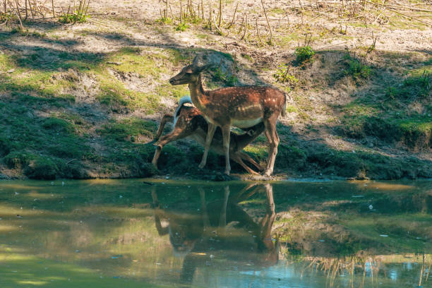 Fawn suckling fallow deer hind (Dama dama) in the zoo, selective focus