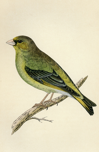 Vintage illustration of a European greenfinch, or just greenfinch (Chloris chloris) is a small passerine bird in the finch family Fringillidae. Francis Orpen Morris, A History of British Birds