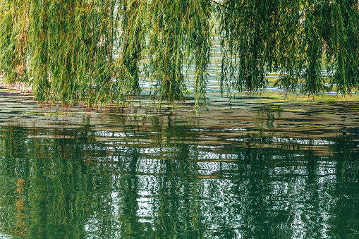 Weeping willow branches above the river water surface, selective focus