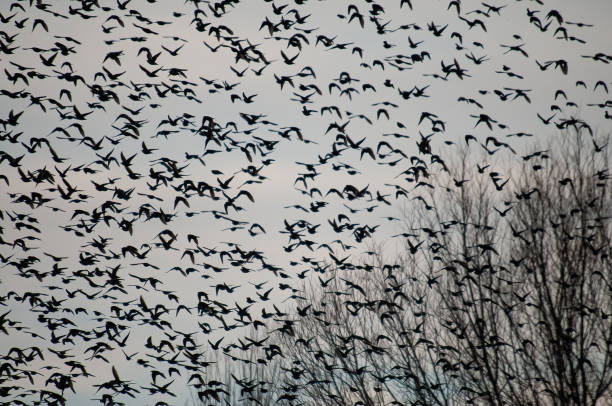 istock Common Starling (Sturnus vulgaris) flock before roosting in the evening. 1802661555